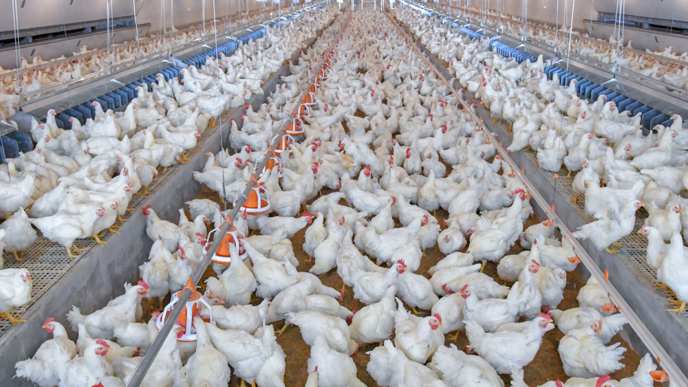 Poultry,Broiler,Farm,Business,With,Group,Of,White,Chickens,In