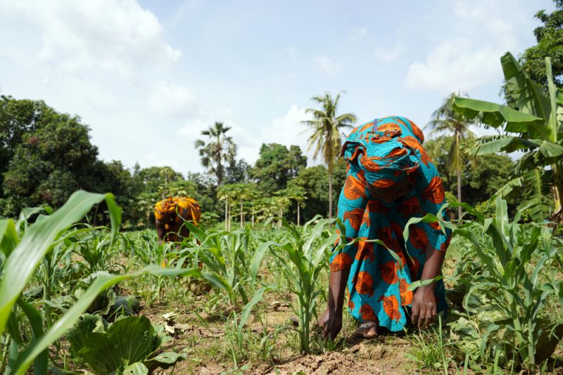 L'agriculture, parent pauvre de la sécurité alimentaire mondiale
