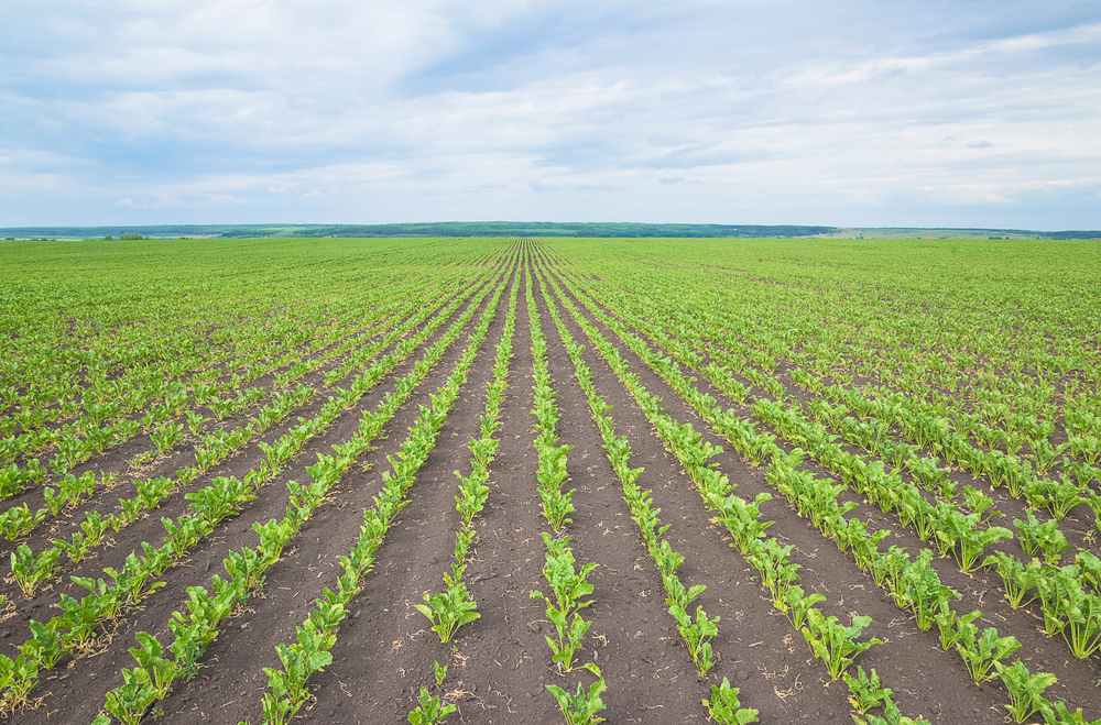 Panoramic,Landscape,Of,Agricultural,Field,With,Beet,Growth