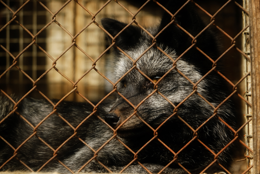 Fur,Farm.,Young,Fox,In,The,Cage