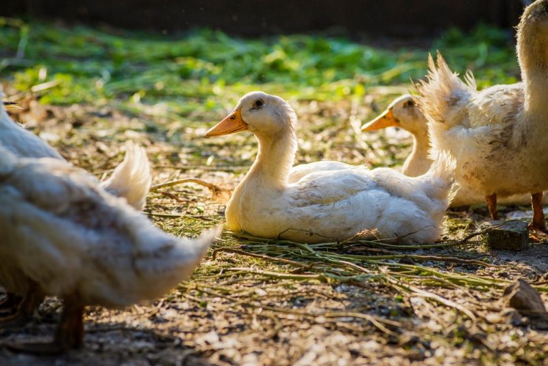 Foie gras : le gavage n’est désormais plus pratiqué en Flandre