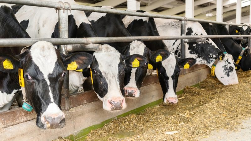 Les États membres s’opposent aux projets de réduction des émissions du bétail