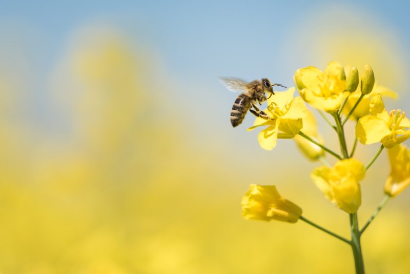 L’industrie sucrière s’insurge contre l’interdiction des pesticides toxiques pour les abeilles