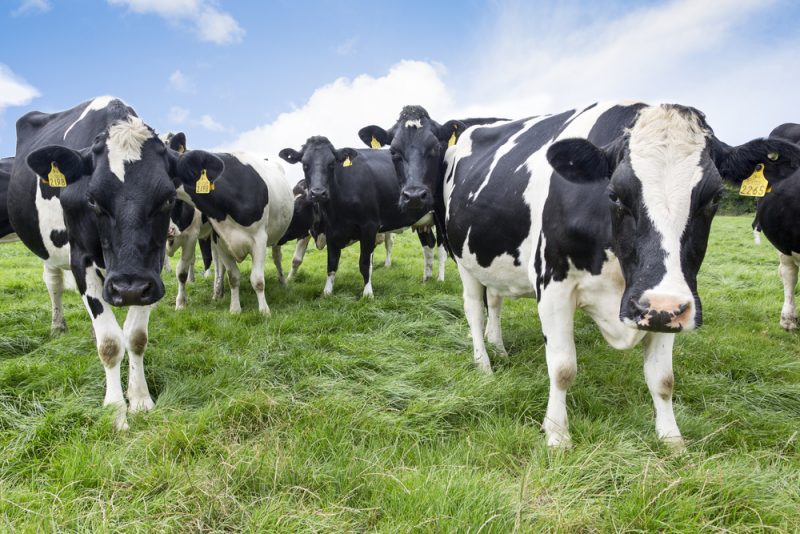 La Chine lève l’interdiction sur les importations de bœuf irlandais