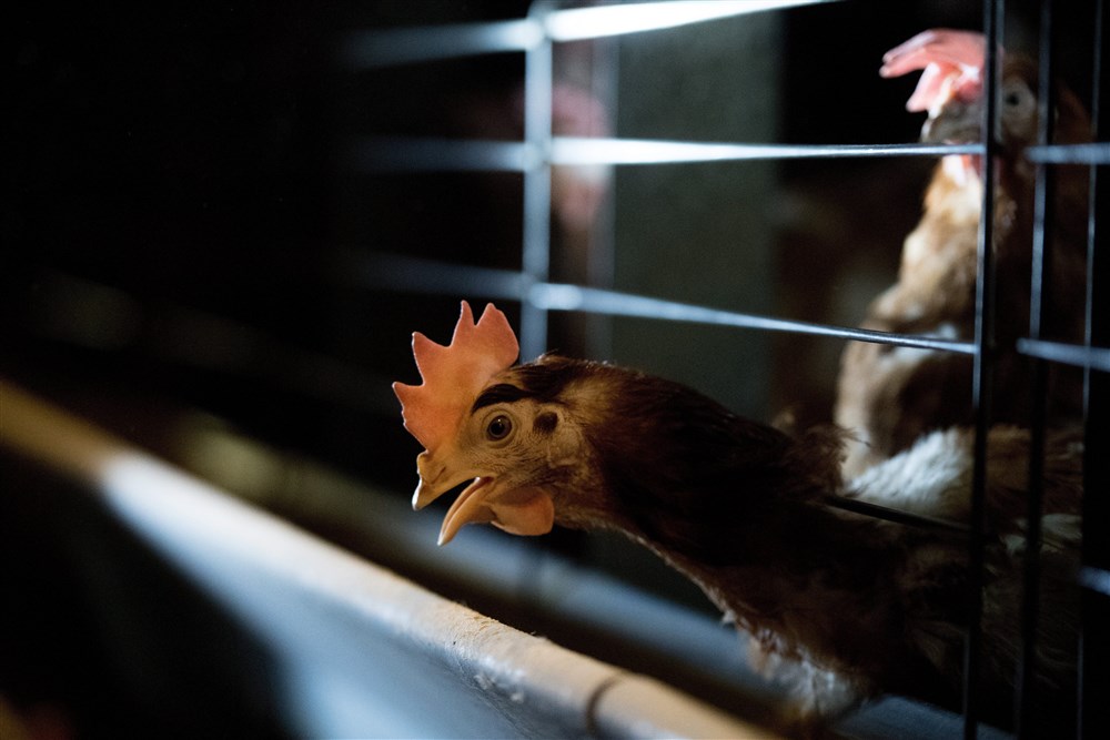 farmers keep poulty indoors against bird flu