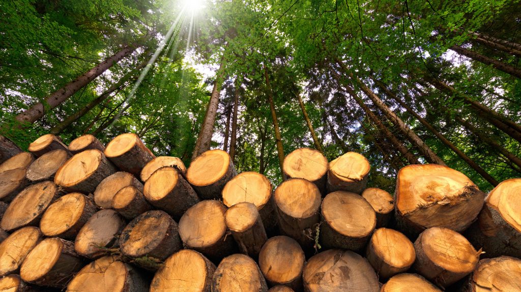 Tree logs forest