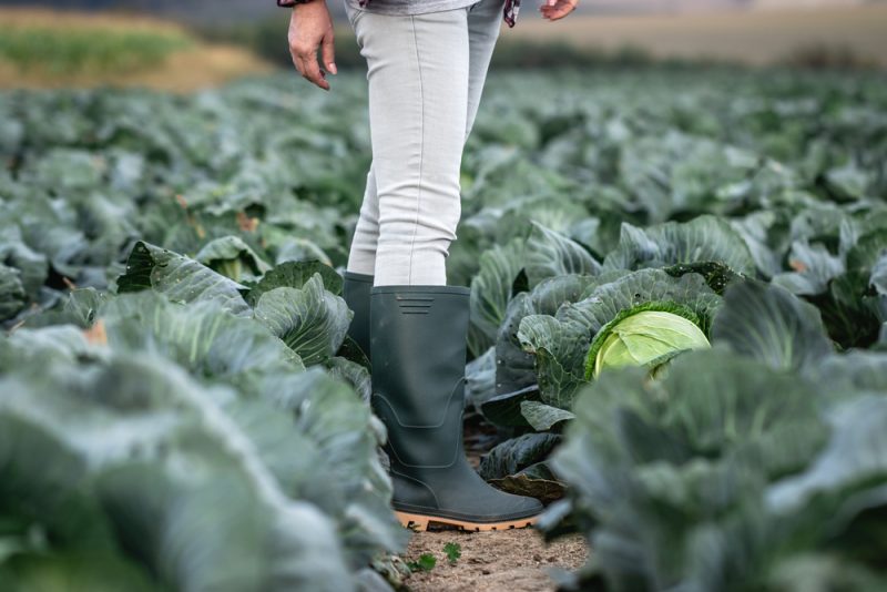 Agriculture bio : des coûts réduits mais des rendements insuffisants