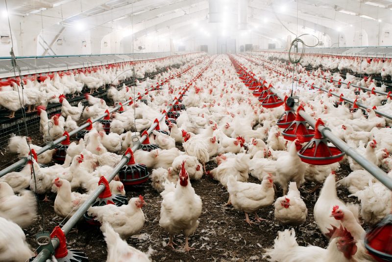 Grippe aviaire : la Commission harmonise les règles relatives à la vaccination animale