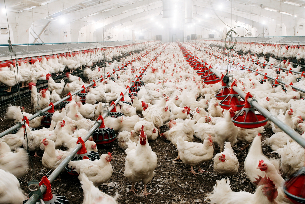 Feeding,Chickens,And,Raising,Them,Indoors,On,The,Farm