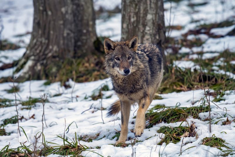 En Suède, une chasse géante au loup qui divise