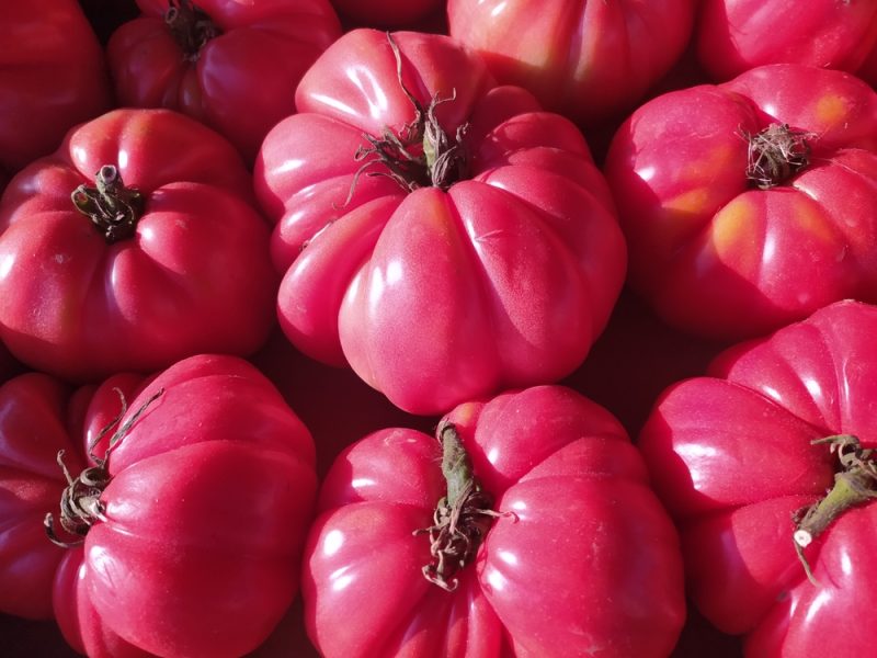 En Bulgarie, la tomate rose est menacée par le changement climatique