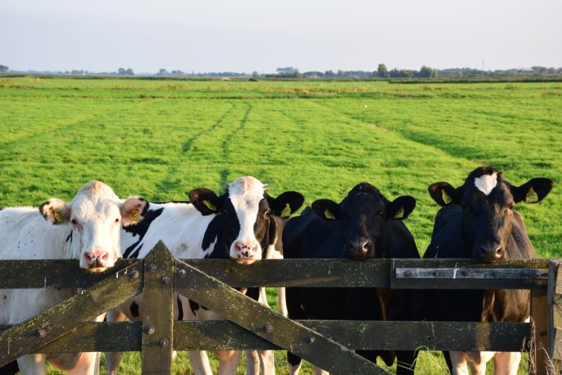 Concilier ambitions économiques et environnementales : l'impasse de la nouvelle PAC
