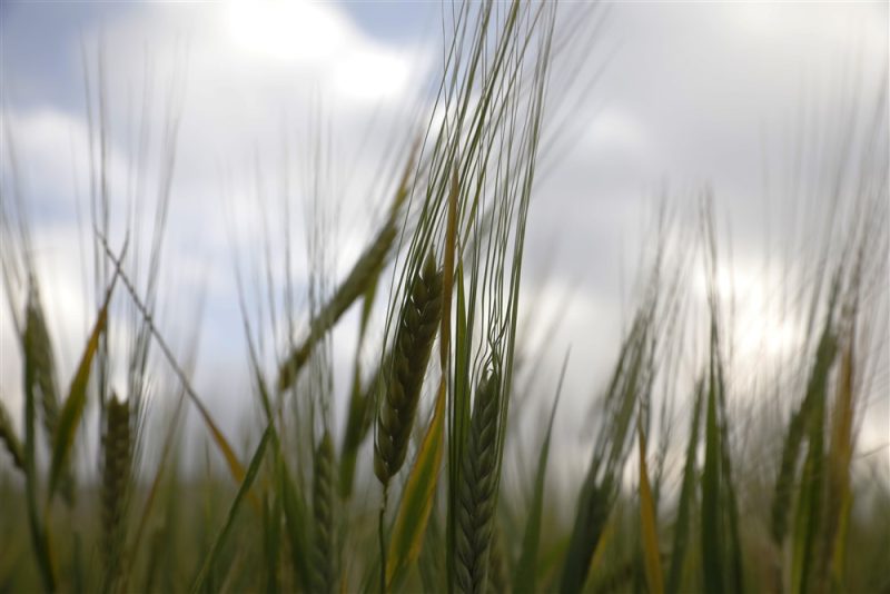 L'UE veut aider ses États déstabilisés par l'afflux de céréales ukrainiennes