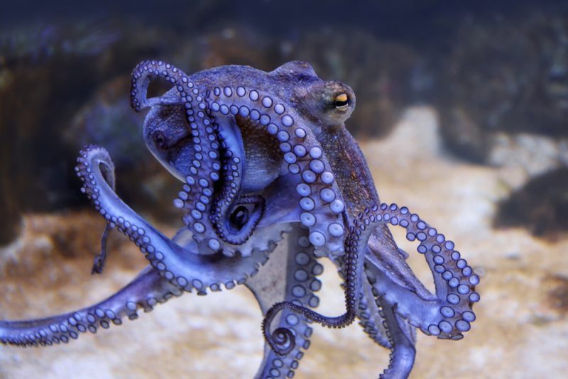 Élevage de poulpes aux Canaries : deux associations demandent à l'UE son interdiction