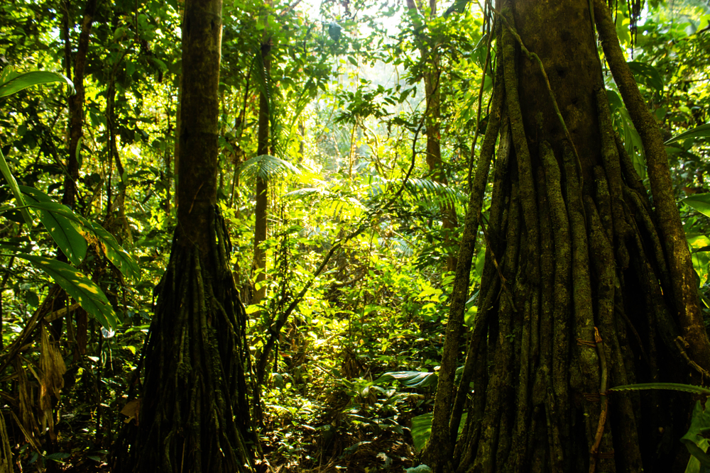 The,Amazon,Rainforest,,Peru,,South,America