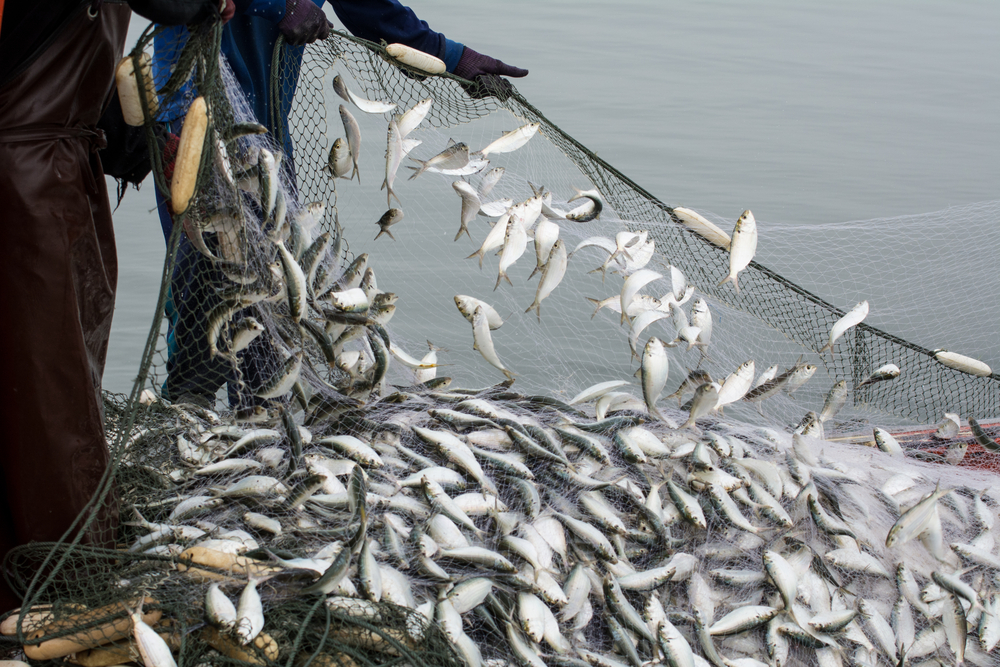 On,The,Fisherman,Boat,catching,Many,Fish
