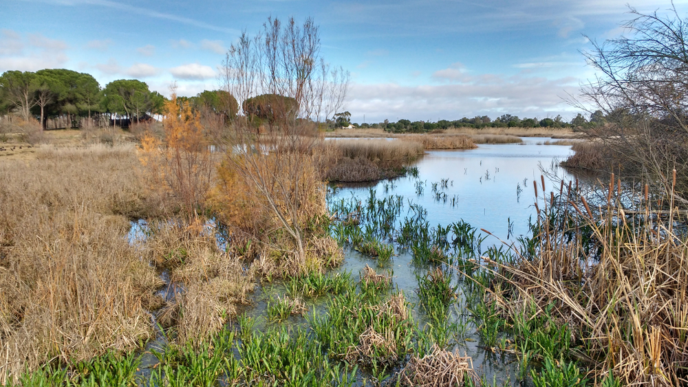 Espagne : la surexploitation de l’eau d’un célèbre parc naturel, un véritable enjeu électoral