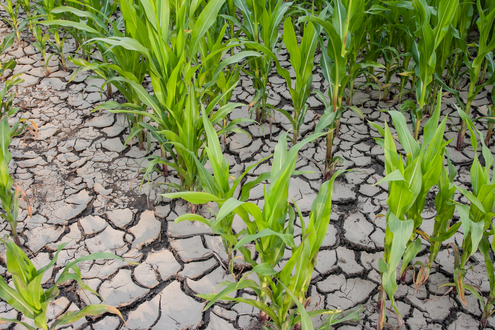 After,Weeks,Without,Rain,,The,Soil,In,The,Corn,Field