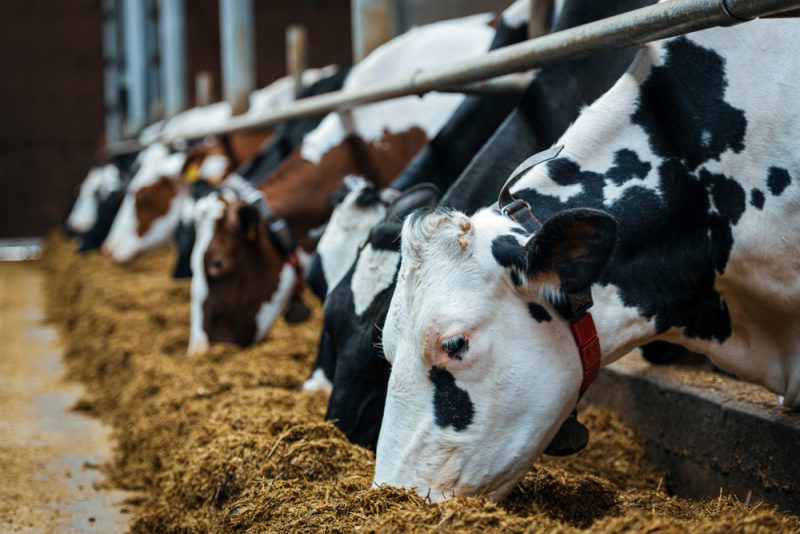 La législation sur le bien-être animal semble « prometteuse », selon une analyse d’impact