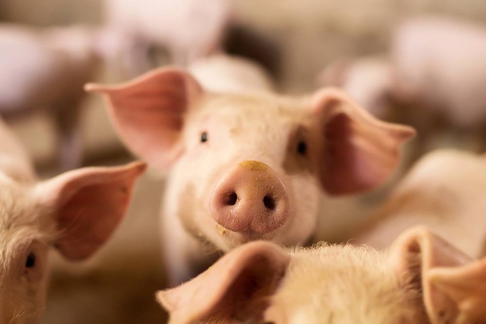 Pig,Nose,In,The,Pen.,Focus,Is,On,Nose.,Shallow