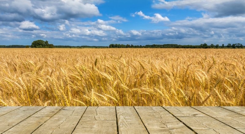 Interdiction de céréales ukrainiennes : la Bulgarie emboîte le pas à la Pologne et la Hongrie