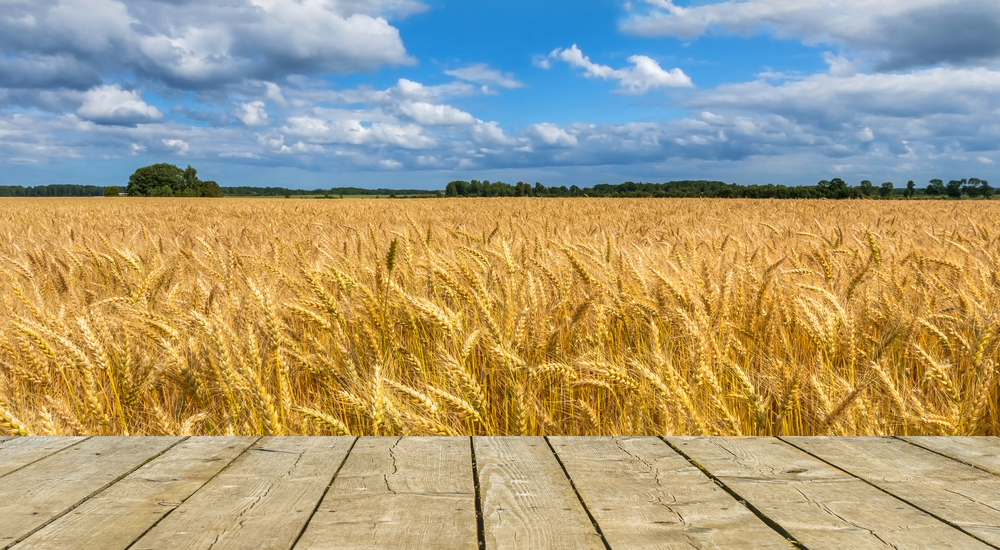 Field,Of,Ripening,Cereal.,Board,Of,Planks,May,Be,Used