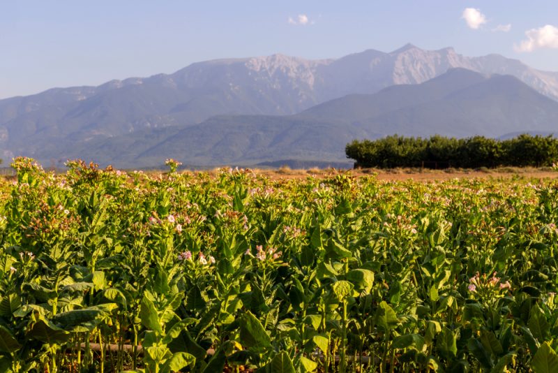 Pesticides, subventions PAC : les cultures de tabac sous le feu des critiques