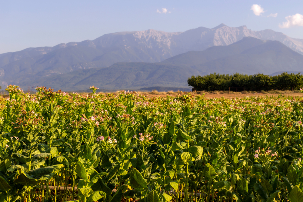 Agriculture.,Fields,With,Cultivated,Tobacco,(nicotiana,Tabacum),In,The,Foothills