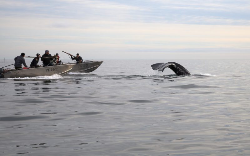 L’Islande n’arrêtera pas la chasse à la baleine cet été malgré un rapport accablant