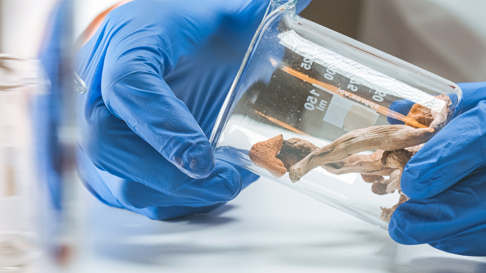 Magic,Mushrooms,In,Laboratory.,Psilocybin,Science,And,Research.,Person,Examining