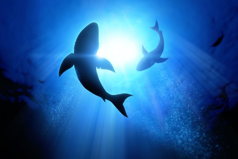 Les eurodéputés espagnols s’opposent à l’initiative citoyenne visant à interdire le commerce des ailerons de requins