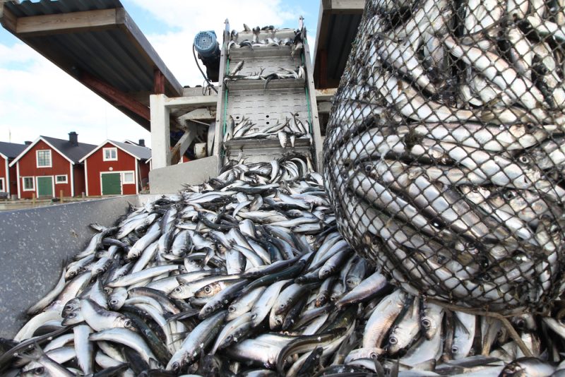 Accord provisoire sur les nouvelles règles européennes de contrôle de la pêche