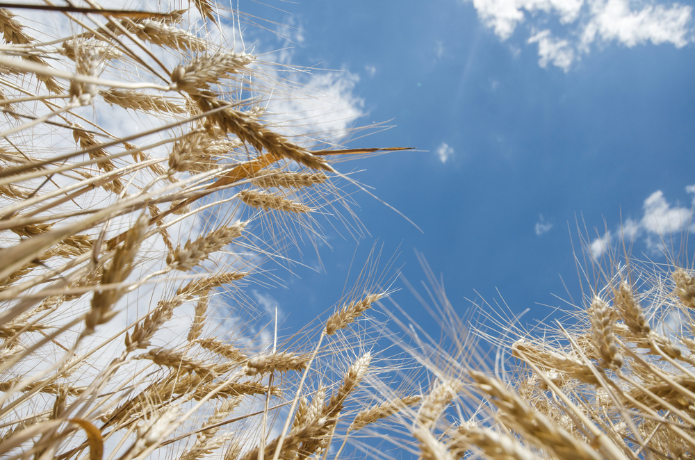 Wheat