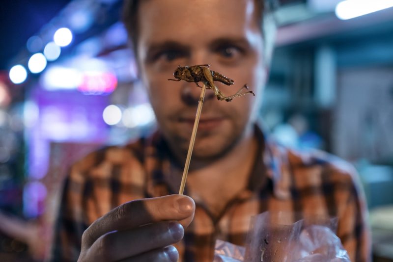 Insectes dans l’alimentation humaine : un marché qui s’installe dans l’UE