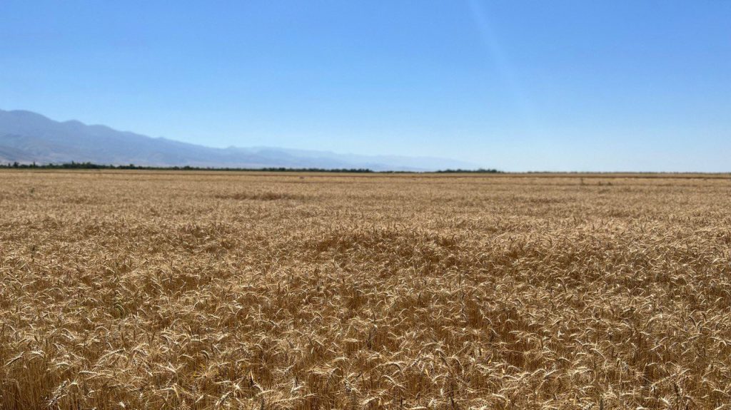 Kazakhstan wheat production (1)
