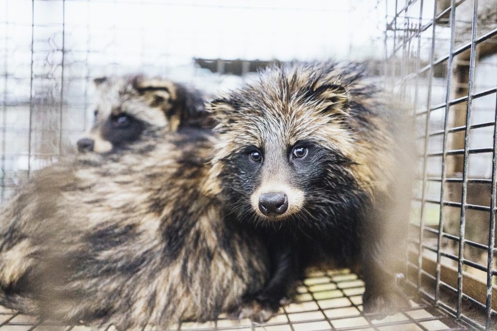 Jarosty, Poland | 2022 09 15 | Raccoon dogs on a fur farm in Jarosty Poland.