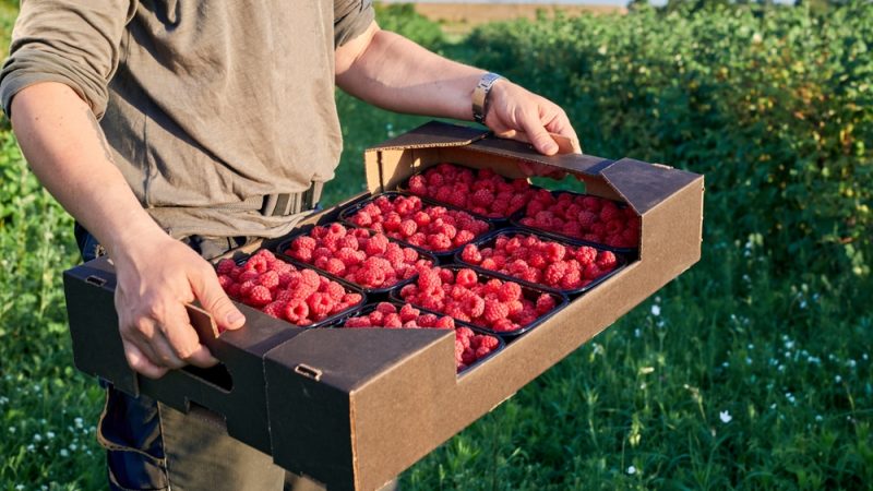 Les producteurs polonais de framboises veulent bloquer les importations ukrainiennes