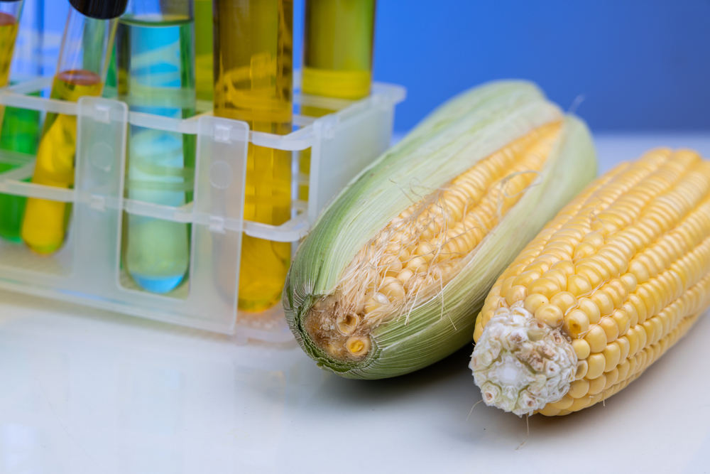 Ethanol,Biofuel,Derived,From,Corn,Maze,With,Beaker,And,Test