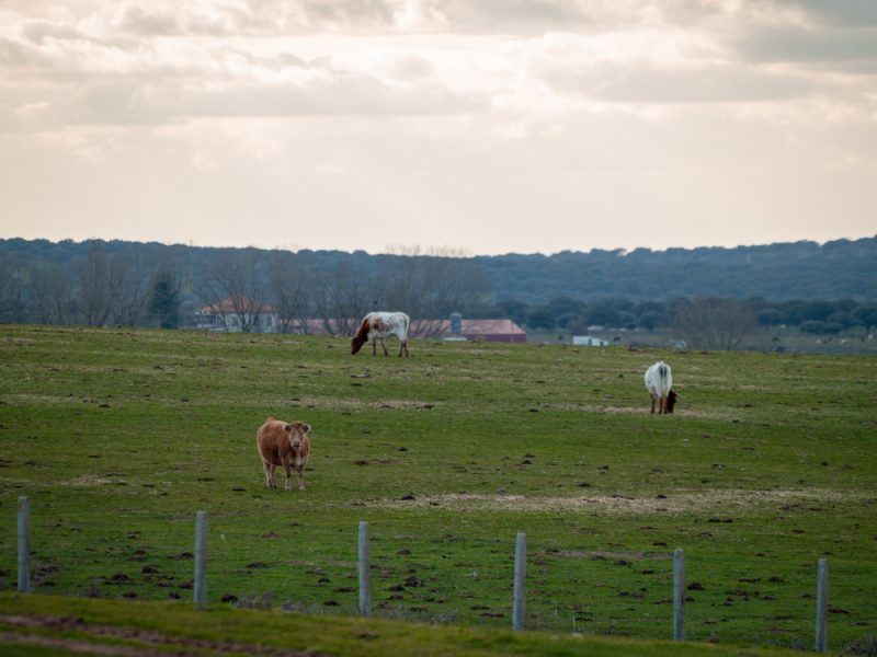 En Espagne, la tuberculose bovine devient un enjeu électoral