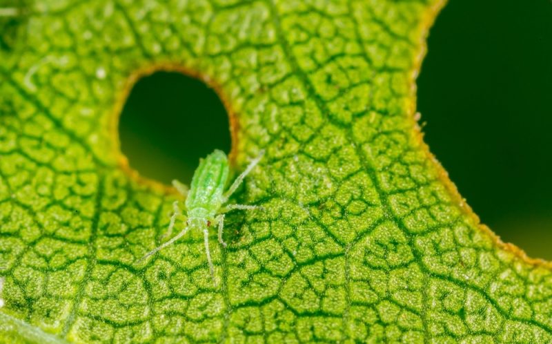 Le séquençage des génomes d’insectes pourrait ouvrir la voie à une nouvelle génération de pesticides