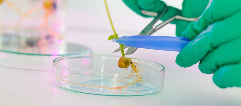 Young,Woman,Biologist,Manipulates,Plants,In,Genetic,Laboratory