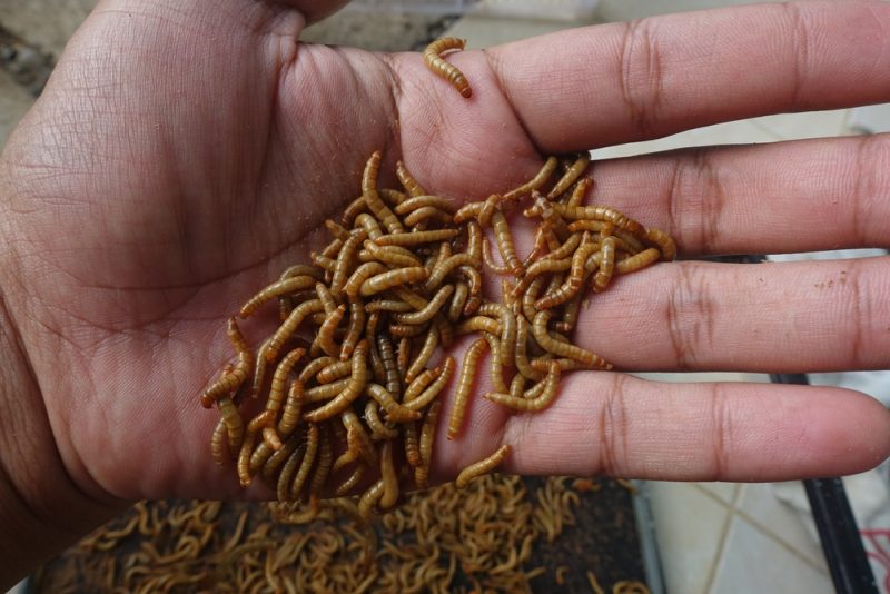 Des spaghettis aux insectes bientôt dans nos rayons ? L’EFSA donne son feu vert