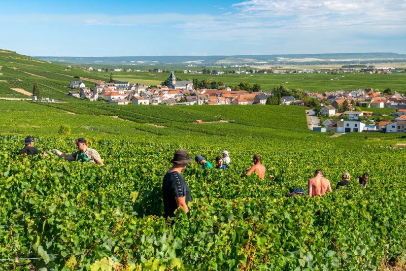 La récolte des fruits et légumes nécessite toujours plus de travailleurs extra-européens