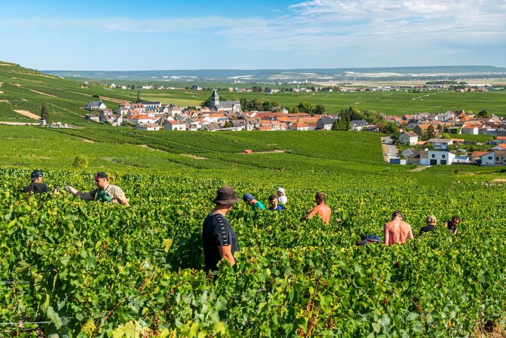 Grape,Harvest,In,Champagne.,Seasonal,Workers,In,The,Vineyards.,Typical