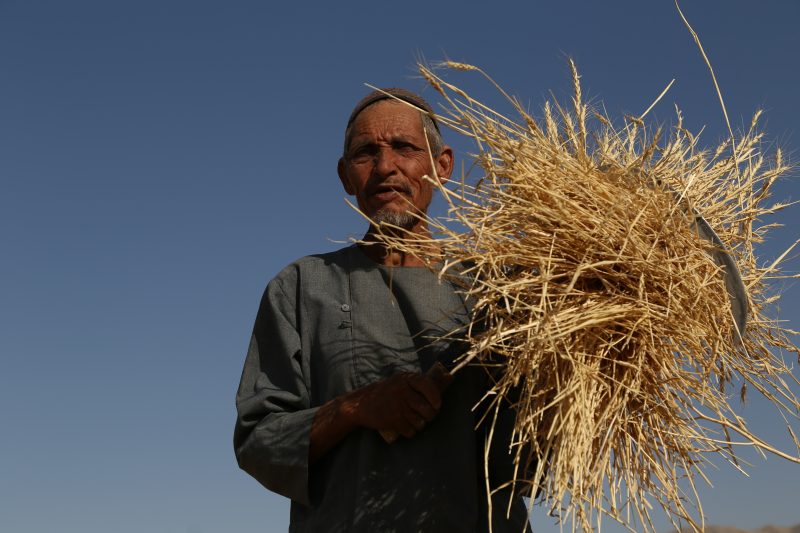 Un tiers des Afghans en situation d’insécurité alimentaire aigüe, selon une responsable de l’ONU