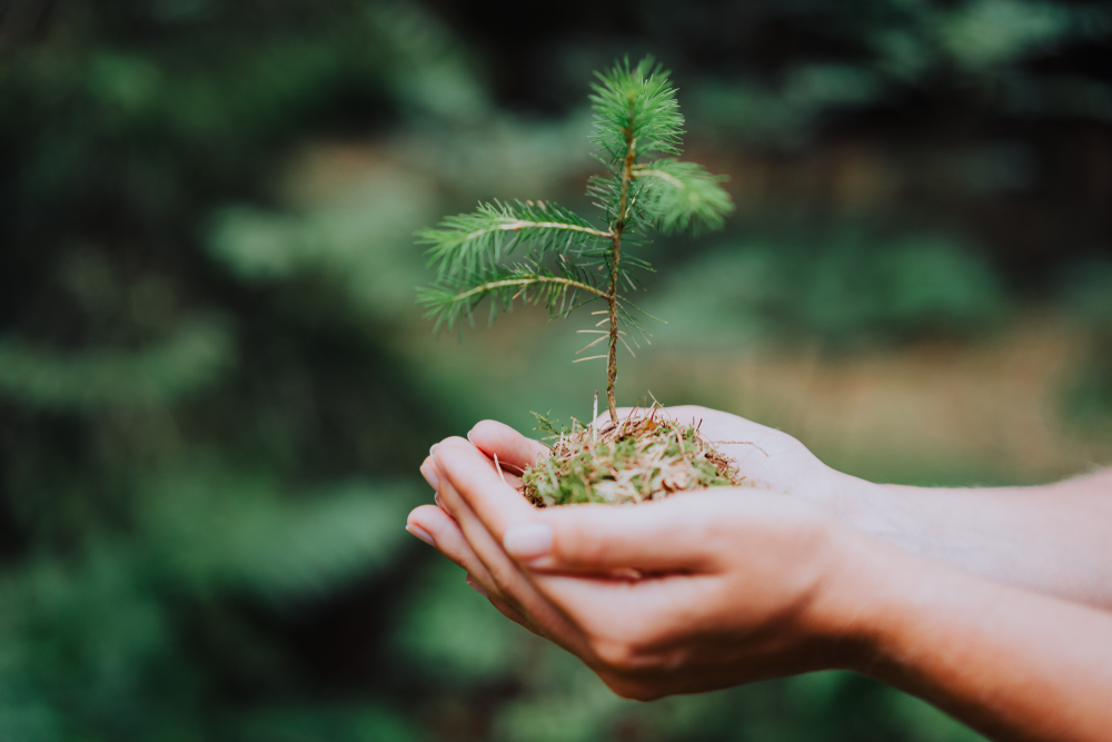 Female,Hand,Holding,Sprout,Wilde,Pine,Tree,In,Nature,Green
