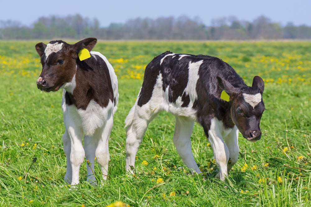 Close,Up,Two,Newborn,Calves,Standing,In,European,Pasture