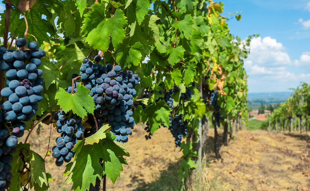 Bunch,Of,Blue,Grapes,Grapevine.,Colorful,Branches,Of,A,Vineyard