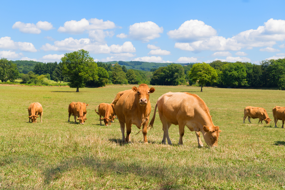 Brown,Limousine,Cows,In,French,Landscape
