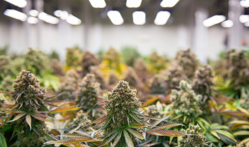 La légalisation du cannabis en Allemagne pourrait enfreindre la législation européenne